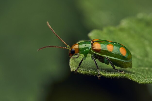 Foto details van een groene lieveheersbeestje tussen bladeren en takken