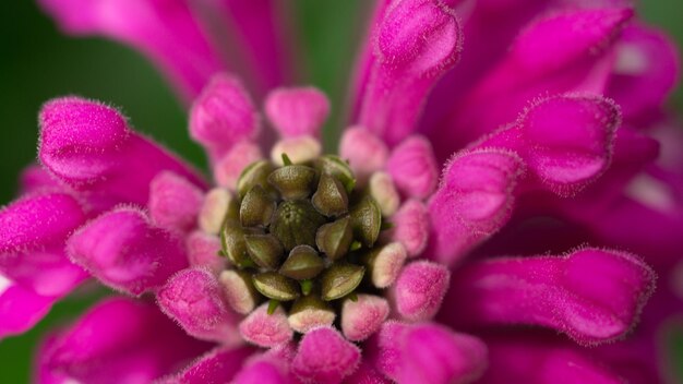 Foto details van een roze fuchsia plantknop