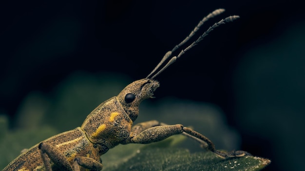 Details van een snuitkever zat op een groen blad