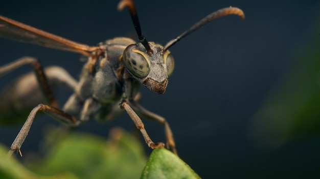 Details van een wespe die op een groen blad zit
