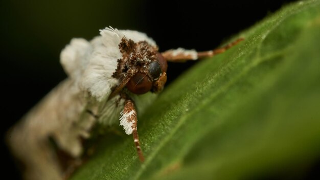 Details van een witte mot op een groen blad