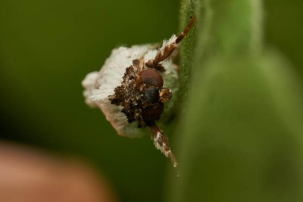 Details van een witte mot op een groen blad