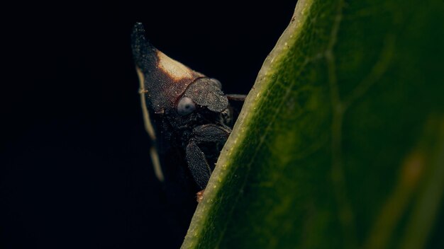 Details van een zwarte enchenopa die op een groen blad loopt