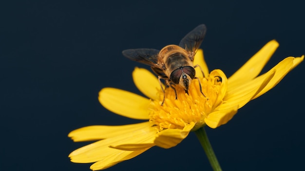 Details van een zweefvlieg op een gele bloem en een blauwachtige achtergrond