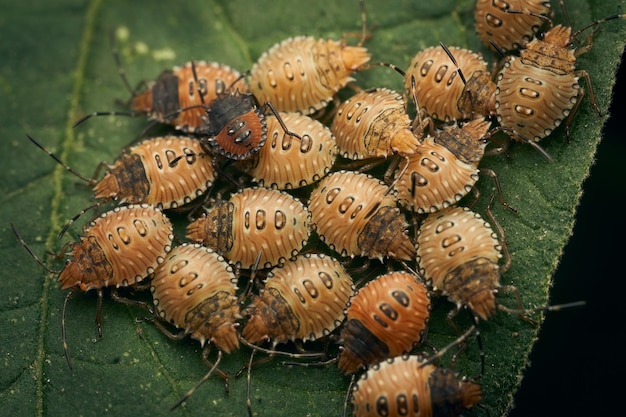 Foto details van enkele pasgeboren insecten