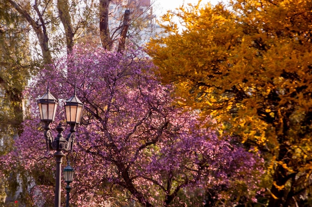 Foto details van paarse en gele bomen in el rosedal park buenos aires argentinië