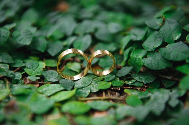 Details. Wedding rings. Leaves autumn nature sun.