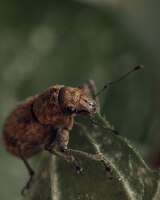 Details of a weevil on a green leaf