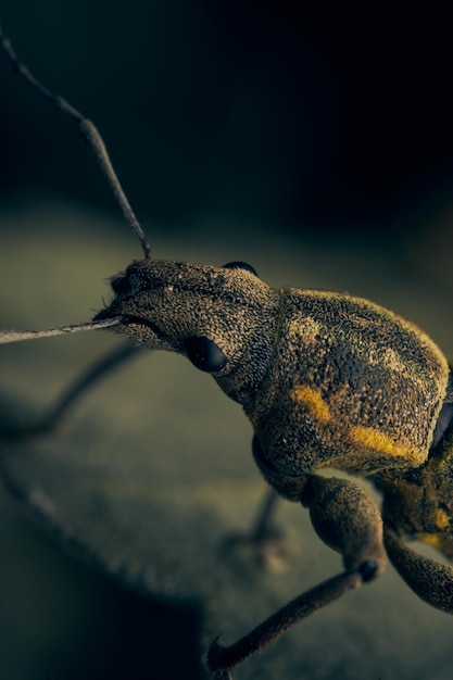 Details of a weevil perched on a green leaf