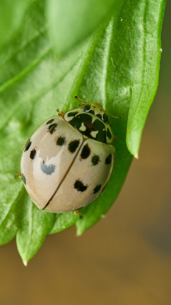 Details of a white lady bug on green grass