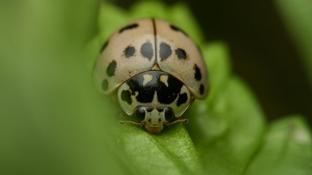 Details of a white lady bug on green grass