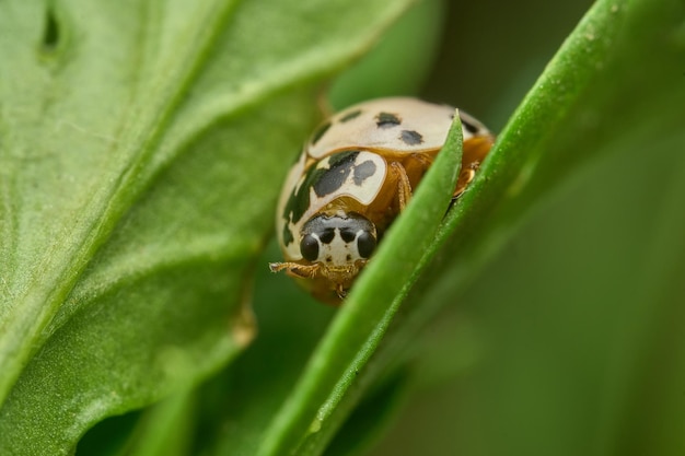 緑の芝生の上の白いてんとう虫の詳細