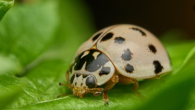 Details of a white lady bug on green grass