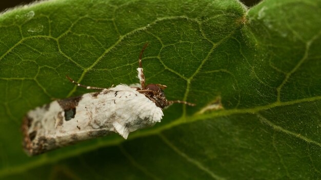 Details of a white moth on a green leaf