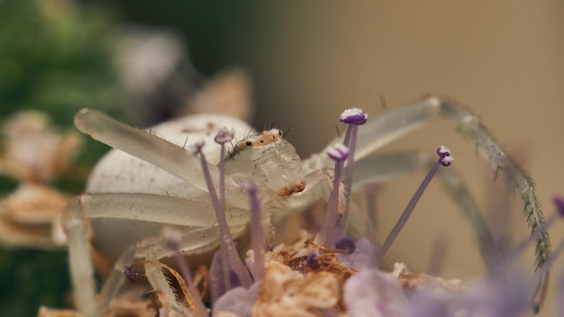 Details of a white spider on some flowers