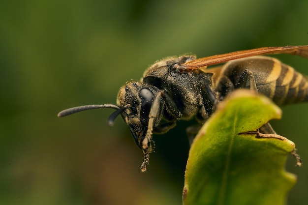 Details of a yellow and black wasp on green leaves