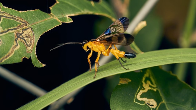 Details of a yellow wasp with blue wings perched on a grass Joppa