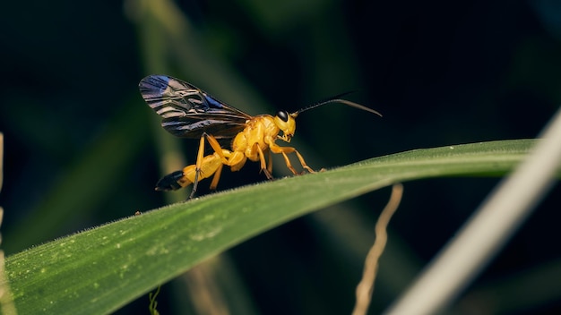Details of a yellow wasp with blue wings perched on a grass Joppa