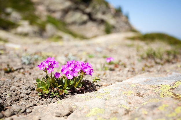 Detailweergave van paarse bergbloem