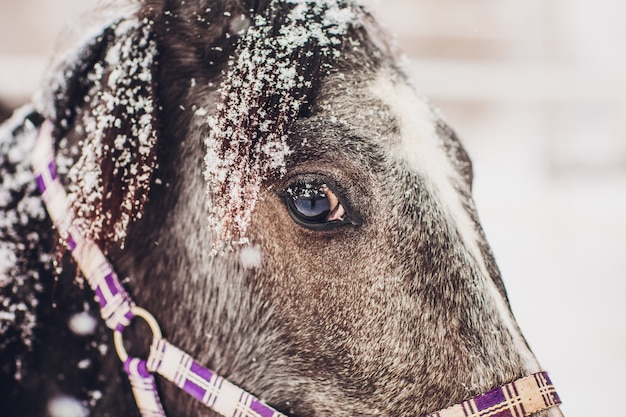 Photo detour of english race horse