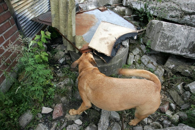 Photo deu federal republic of germany duisburg rescue dogs of the fire service