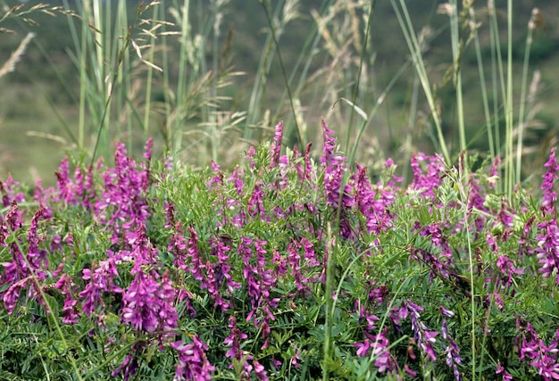 DEU Germany plants vetch