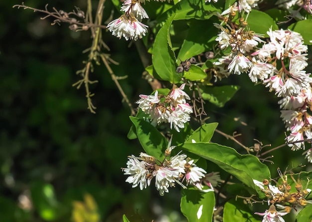 Deutzia crenata 꽃 일본 눈 꽃 가늘은 Deutzia Fuzzy Deutzia Deutzia 이중 꽃