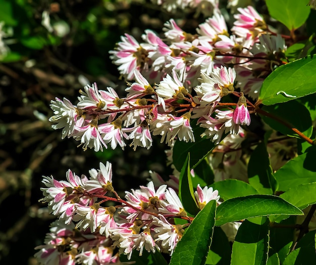 デュツィア・クレナタ (Deutzia crenata) 日本の雪花 スレンダー・デュツイア・フージー・デュッツイア・デュットジア・ダブル・フラワー