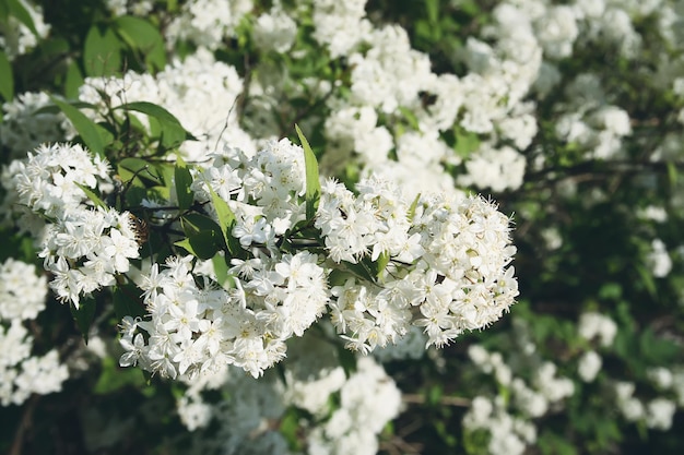 Deutzia lemoinei plant. Many small white flowers on a bush in spring park.