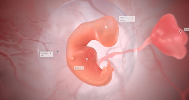 Photo the developing embryo forms different layers of epiblast and hypoblast that will later develop into specialized tissues and organs