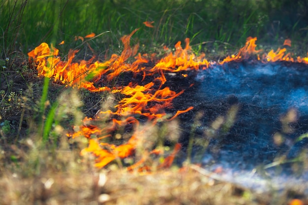 Photo development of forest fire big flame and dark smoke