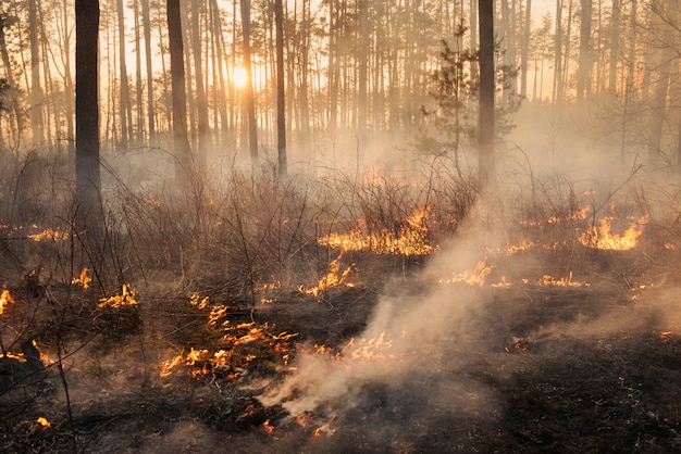 Development of forest fire on sunset background