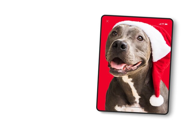 Device screen in tablet format with Pit bull dog in red Santaâs Cap isolated on white background for Christmas. Waiting for Santa Claus to arrive. Selective focus.