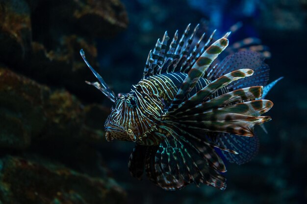 Devil firefish or lion fish swimming in aquarium