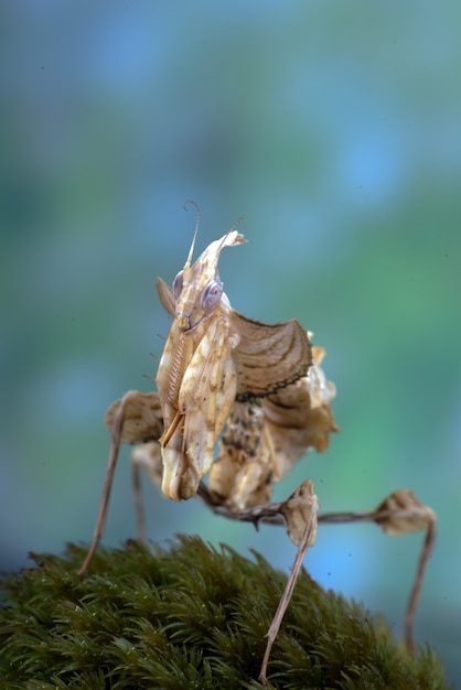 苔で覆われた岩の上に悪魔のカマキリが立っていた