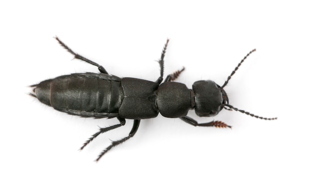 Devil's coach-horse beetle, Ocypus olens, in front of white background