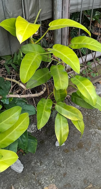 Devil's ivy plant close-up opname