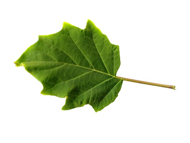 Devil's trumpet leaves or datura metel leaf Isolated on white background