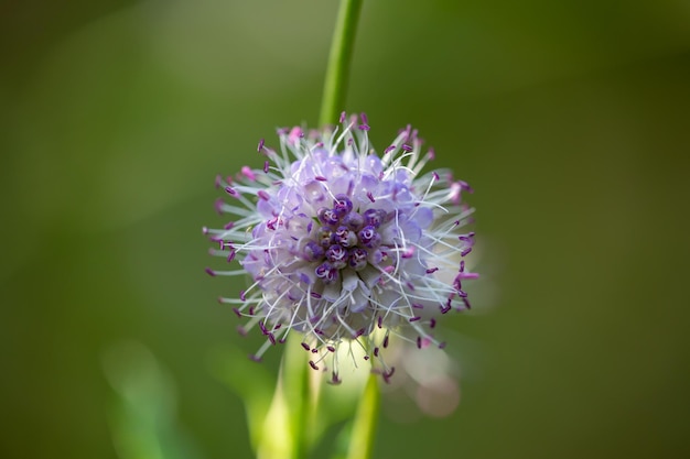 Devil'sbit flower on a green background Purple wildflower macro photogrpahy