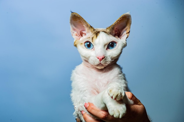 Devon rex cat on colored backgrounds