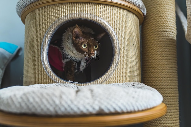 Devon Rex cat sitting inside a cat house