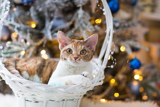 写真 デボンレックス猫は、クリスマスツリーの背景にバスケットに横たわっています