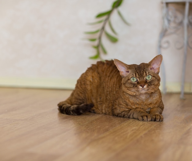 Devonrex cat lying on the floor