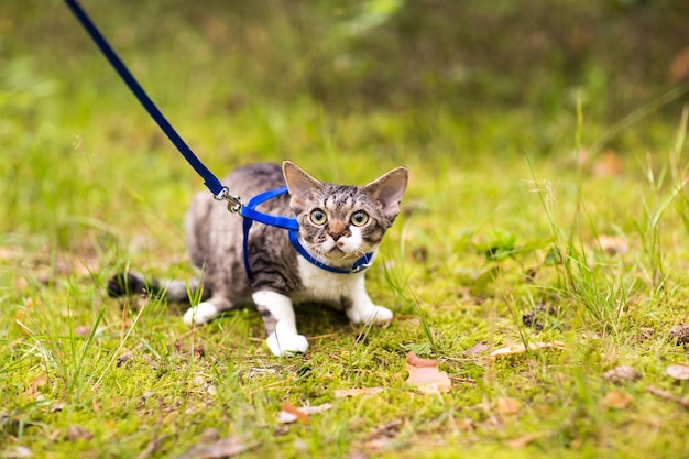 写真 リースのデボンレックス猫が草の上に横たわっている