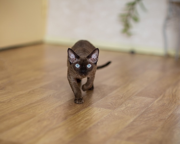 Devonrex cat with blue eyes is walking around the room