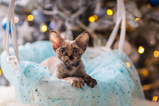 A Devonrex kitten sits in a basket in the background a Christmas tree in the lights