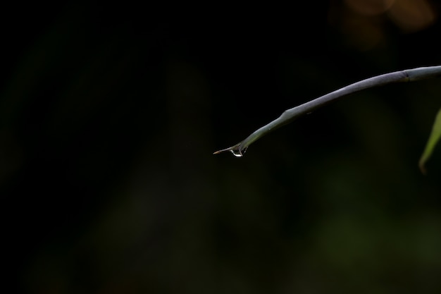 Rugiada sulla freschezza del ramo sullo sfondo della natura