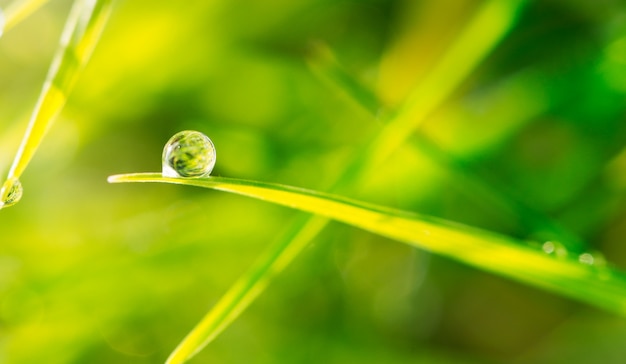 Dew drop on blade of grass