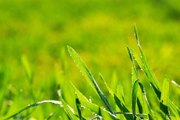 Dew drop on a blade of grass