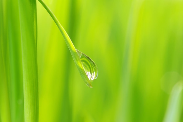 草の葉に露が落ちる